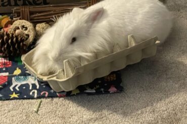 This loaf ate all the eggs….(but not really).
