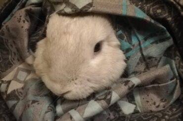 My bunny when he is cold.