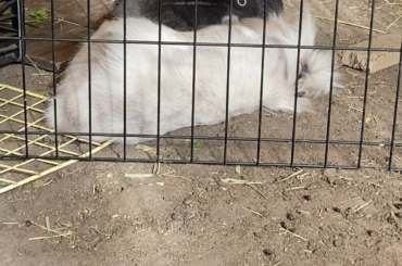 Buffalo gets comfy in her own way