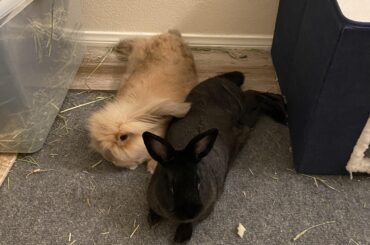 Burnt one of my baguettes…