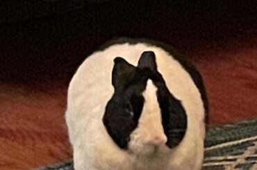 A loaf of Dutch bread.