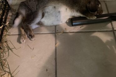 Athena being a floppy noodle