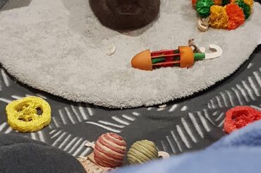 My lil Mocha does loaf