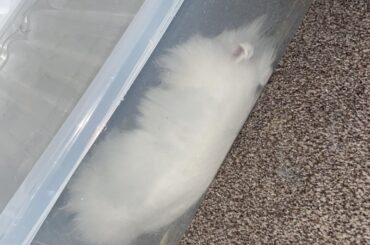 Bun in a box