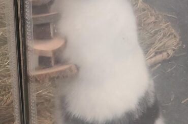 Caught Ajitsuke in action! She's been doing it more and more with this toy (still don't know if she actually likes it) check her and chashu out at https://www.twitch.tv/wintertwig anytime. We love seeing you guys pop in