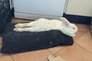 Pillow noodle in liquid form