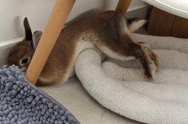 Maya chose the weirdest position to fall asleep