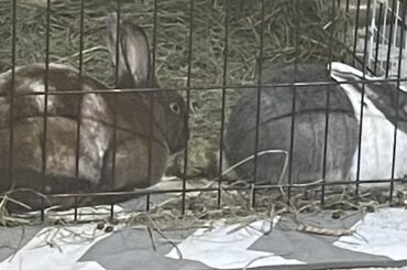 Bakery of angry bonding loaves