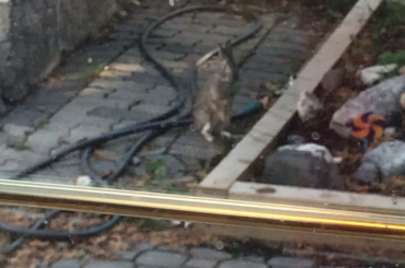 Caught this in my backyard.