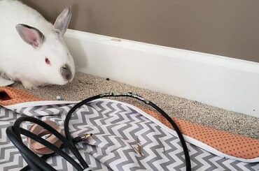 Not even a bit of shame. Bad Flurry