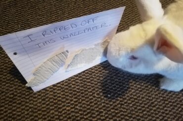 I ripped the wallpaper off the wall and I'm still trying to eat it even now