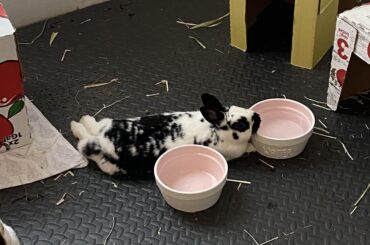 Water bowls make the best pillows.