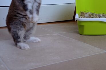 Photo of my bunny when she was very young