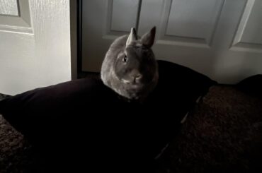 Night time loaf on a pillow. 💤