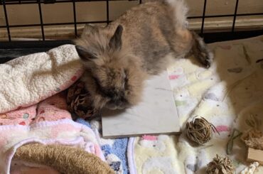 Pinecone Pillow