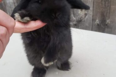 Hey Guys! I’m adopting this sweet little boy tomorrow and am looking for name suggestions / suggestions on how to be the best parent ever. The top names are: Shazam, Bambino, BamBam, Enzo, Fung-shei, Lucky Luciano, Sunny, and Rocket.