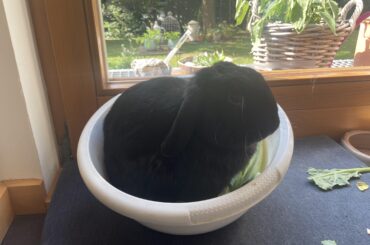 Why eat out of the bowl, when you can sit in it..?🤷‍♀️