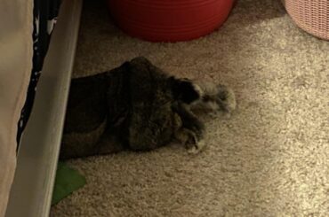 I too enjoy sleeping with half my body under the bed and half not