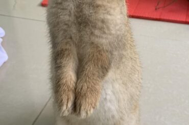 If you don’t bring me treats I wont let you pass hooman 😤