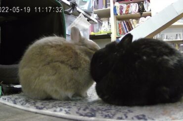2 perfect little loafs