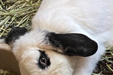 Long Hare Don’t Care!