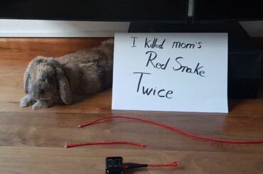 Bun decided that it was time to free owners from the dangerous red snake (aka the charging cable) (x-post r/Rabbits)