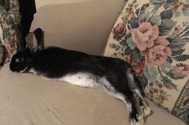 Bunny boye does a stretch