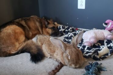 Dog bed thief