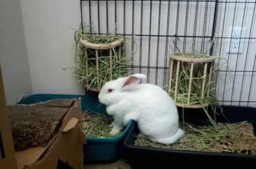 Barleywine asks, "Why should I sit in just one litter box when I can have both, Mother?"