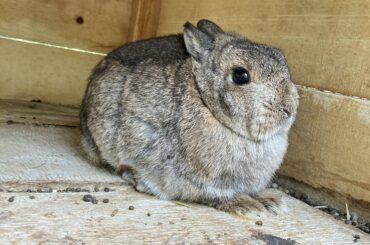 Remi enjoys loafing💕
