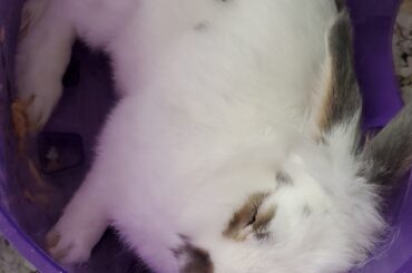 Unbaked poured loaf in a pan