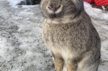 My little buddy that visits me sometimes. I live in Alaska. I don’t think he’s wild since he never changed colors for winter. Any idea what breed it might be?