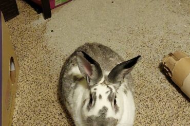 I've had this lovely lady for three years but she JUST learned how much fun the cats' litter box could be