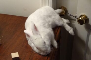 Olaf just sleeping on the edge... (The reason we can't have nice things)