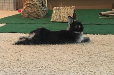 SPLOOT