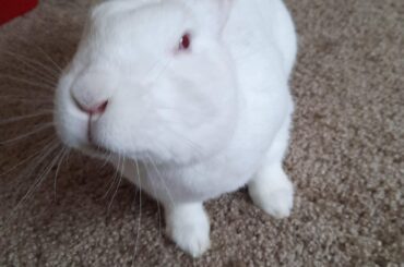 He ate my whole succulent and he doesn't give a shit. He learned ti open his door , got out , ate the plant completly , locked him up , started vaccuming , he opened his door again 😑