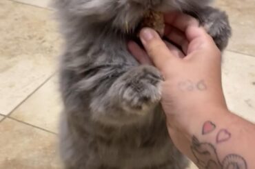 Some of my favourites of standing Rat