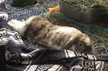 Emmitt’s post-breakfast noodle mode