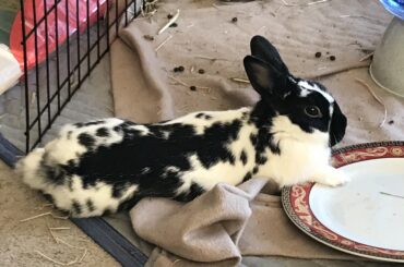 Getting the plate empty side eye noodle