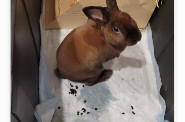 I cleaned his tote it stayed clean for about 6 minutes. Lol