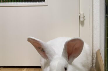 Was this loaf baked long enough?