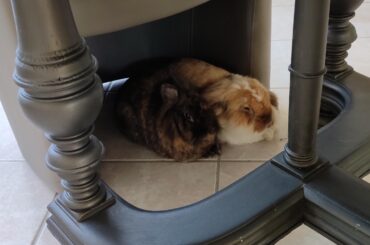 Crispy loaf and soft loaf