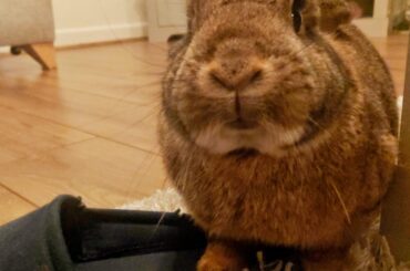 Finally caught in the act eating dad's slippers! "And I'll do it again!!!"