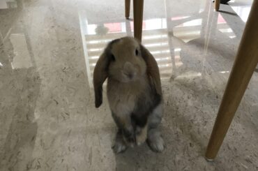 Here’s Latte being her curious self!