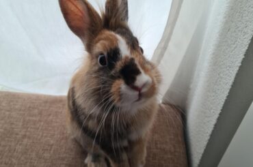 New here. I hope this counts. This is merry🥰