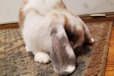 Chewing the weather stripping?? Zero regrets were to be found anywhere