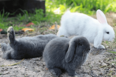 When your homie bun has a few too many carrot juices at lunch