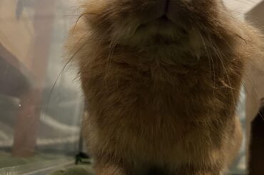 Naughty bunnies who decline treats get Critical Care and simethicone for breakfast.