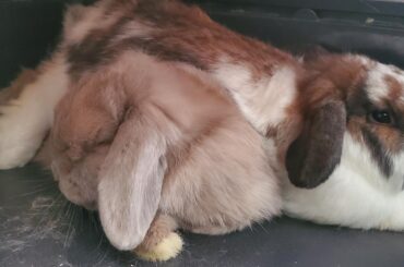 Using the wife as a tummy rest