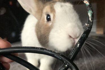 Do >I< know anything about this? Nope, drawing a blank; smells like spicy hay, I don’t touch the stuff personally 🤥